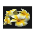 Plumeria Postcard