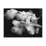 Plumeria postcard..