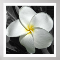 Plumeria