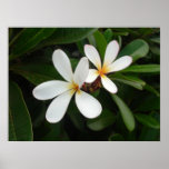 Plumeria Print