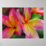 Plumeria  Print