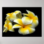 Plumeria Print