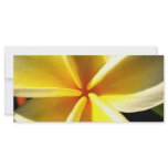 Plumeria rack cards