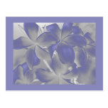 Plumeria Shadows Blue and Grey Postcard