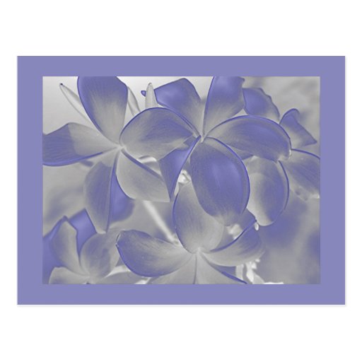 Plumeria Shadows Blue and Grey Postcard