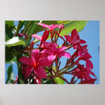 Plumeria Tree on Canvas Posters