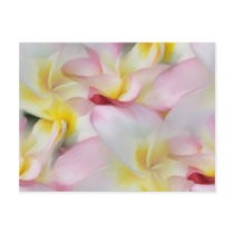 Plumeria Watercolor Postcard