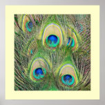 Plumes N' Feathers posters