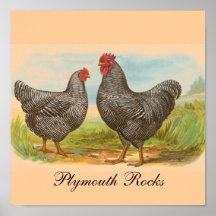 Plymouth Rocks Print