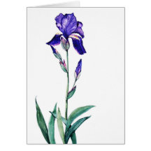 PMACarlson Garden   Iris Card