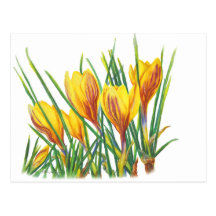PMACarlson Spring Crocus Postcard