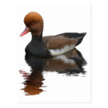 Pochard Postcard