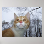 Poco AmorLeon Poster