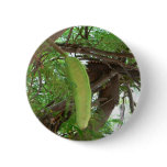 Pod Fruits On Tree buttons