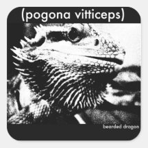 pogona dragon stickers