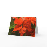 Poinsettia cards