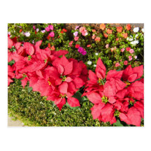 Poinsettia Garden Post Card