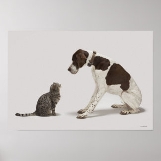 Veterinary Posters | Zazzle.co.uk