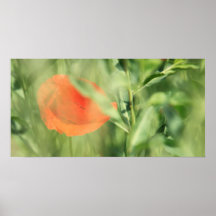 Poipín Plakatdrucke