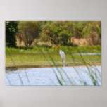 Poised Hunter, Egret posters