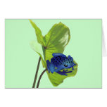 Poison Dart Frog Cards