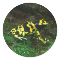 Poison Dart Frog Round Stickers