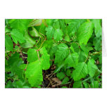 Poison ivy card