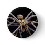 Poisonous menacing recluse spider buttons
