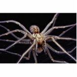 Poisonous menacing recluse spider photo cut outs