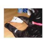 POKER PLAYING CAT HAS POCKET ACES POSTCARD