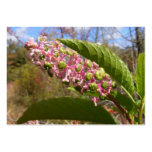 Pokeweed ~ ATC business cards