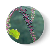 Pokeweed with Ripening Berries