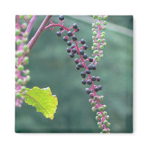 Pokeweed with Ripening Berries