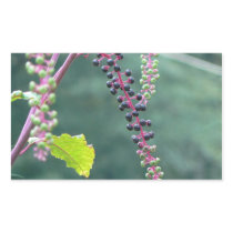 Pokeweed with Ripening Berries