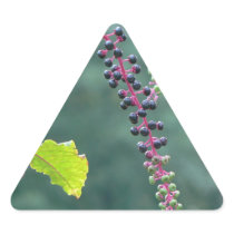 Pokeweed with Ripening Berries
