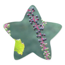 Pokeweed with Ripening Berries