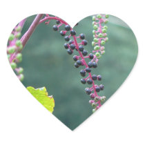 Pokeweed with Ripening Berries