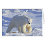 POLAR BEAR 1 cards