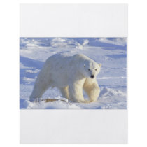 POLAR BEAR 1 PERSONALIZED FLYER
