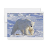 POLAR BEAR 1 invitations