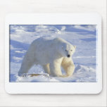 POLAR BEAR 1 mousepads