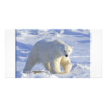 POLAR BEAR 1 photo cards