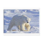 POLAR BEAR 1 postcards