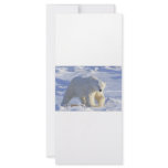 POLAR BEAR 1 rack cards