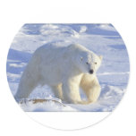 POLAR BEAR 1 ROUND STICKERS