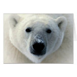 Polar Bear Cards