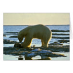 Polar Bear cards