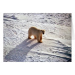 Polar Bear cards
