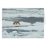 Polar Bear cards