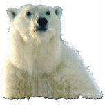 "POLAR BEAR CHIEF" Photo Sculpture Gift Item photo sculptures